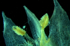 Cuscuta acuta, corolla dissected