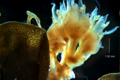 Cuscuta acuta, inflorescence
