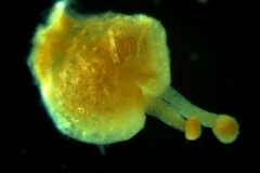 Cuscuta acuta, gynoecium