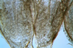 Cuscuta acuta, scales