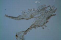 Cuscuta acuta, scale