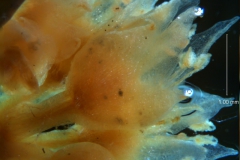 Cuscuta acuta, flowers