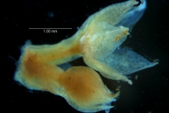 Cuscuta acuta, calyx, 3D