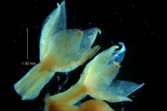 Cuscuta acuta, calyx, 3D