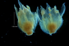 Cuscuta acuta, corolla 3D