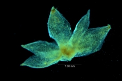 Cuscuta acuta, calyx, dissected