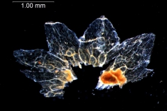 Cuscuta umbellata, dissected calyx