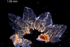 Cuscuta umbellata, dissected calyx