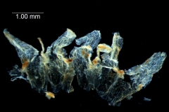 Cuscuta umbellata, dissected corolla