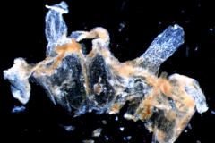 Cuscuta umbellata, dissected corolla