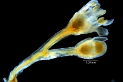 Cuscuta umbellata var. umbellata, inflorescence fragment