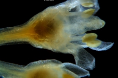 Cuscuta umbellata var. umbellata, flower