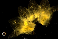 Cuscuta umbellata var. umbellata, calyx - dissected