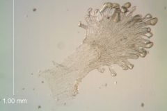 Cuscuta umbellata var. umbellata, scale