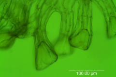 Cuscuta umbellata var. umbellata, scale fimabriae