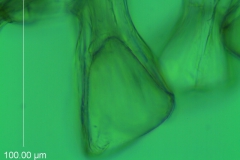 Cuscuta umbellata var. umbellata,  scale fimbria