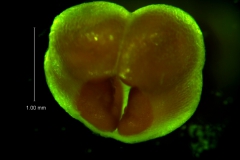 Cuscuta umbellata var. umbellata, capsule