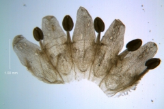 Cuscuta umbellata var. umbellata, corolla - dissected