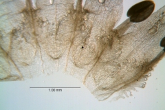 Cuscuta umbellata var. umbellata, scales