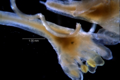 Cuscuta umbellata var. umbellata, flower