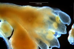 Cuscuta umbellata var. umbellata, flower