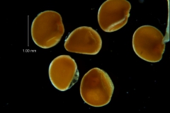 Cuscuta umbellata var. umbellata, capsule