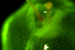 Cuscuta umbellata var. umbellata, capsule