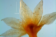 Cuscuta legitima, calyx - dissected