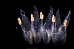Cuscuta legitima, corolla dissected