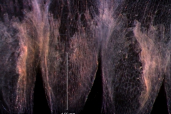 Cuscuta legitima, scales