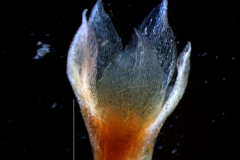 Cuscuta legitima, calyx
