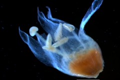 Cuscuta legitima, corolla 3D