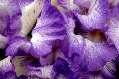 Iris beauty 3
