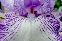 Iris beauty