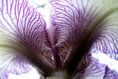 Iris beauty 4