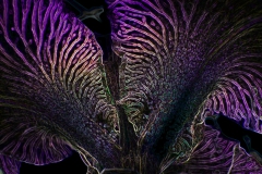 Iris beauty 5