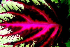 Leaf venation pattern