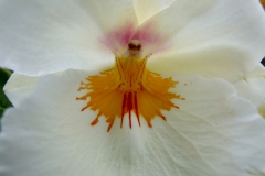 Orchid beauty 1