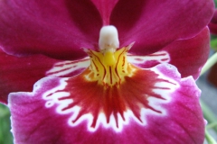 Orchid beauty 2