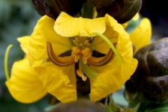 Cassia sp.
