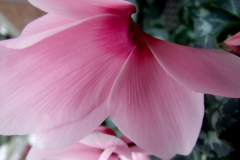 Cyclamen bird