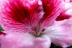 Pelargonium sp. petal