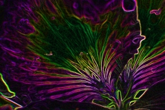 Pelargonium sp. petal