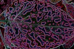 Leaf pattern