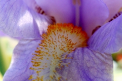 Iris beauty 2