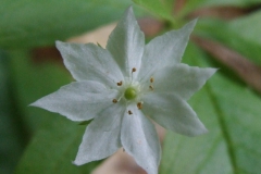 Trientalis borealis
