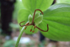 Medeola virginica
