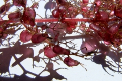 vacuum traps of Utricularia vulgaris