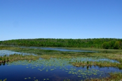 Bognor Marsh landscape