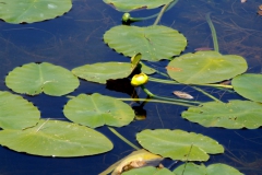 Nuphar variegata